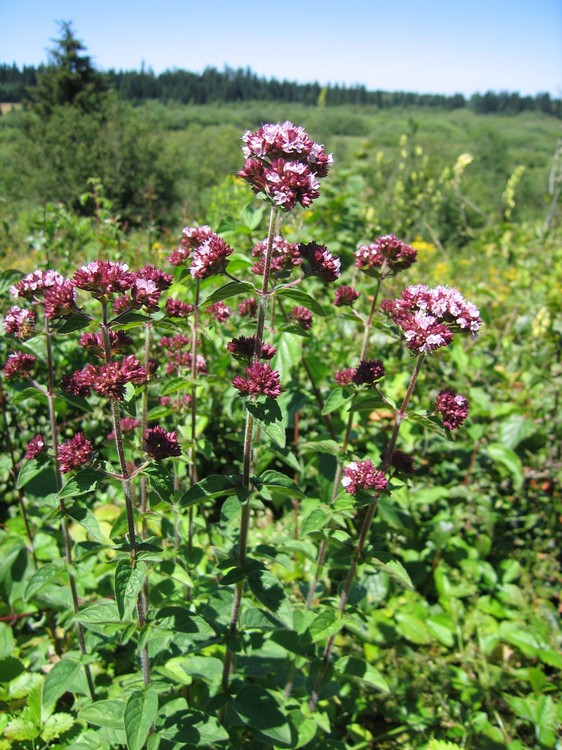 Origanum vulgare